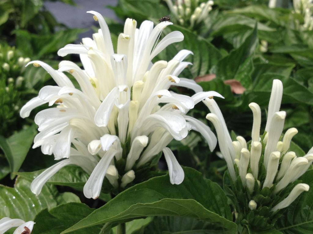 WHITE Brazilian Plume Flower Jacobina Shade Garden Perennial