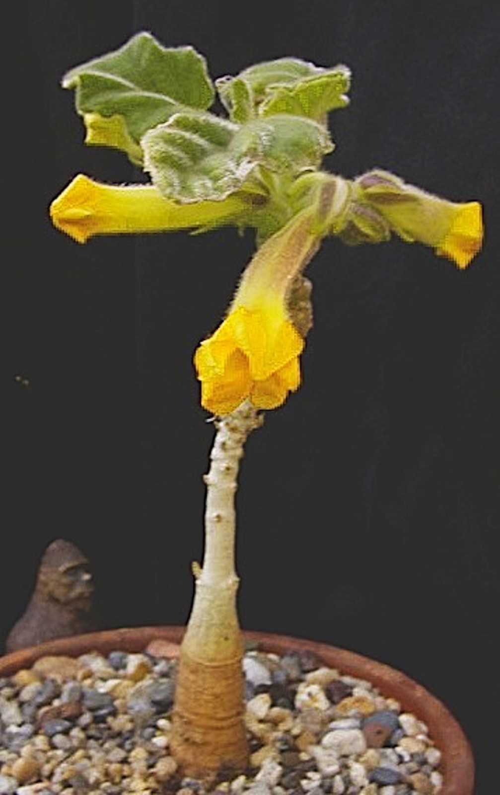 Uncarina roeoesliana succulent caudiciform