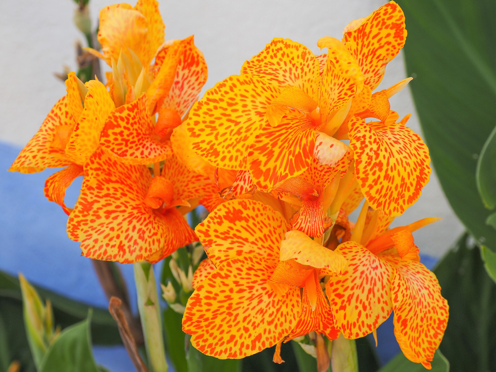 5 YELLOW CANNA LILY Indian Shot Canna Indica Flower Seeds *Flat S/H