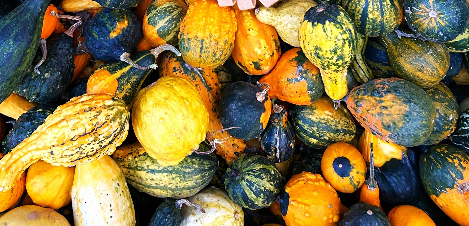 Small Warted Indy Mix Ornamental Gourd Seeds – For 2025 Planting Miniature