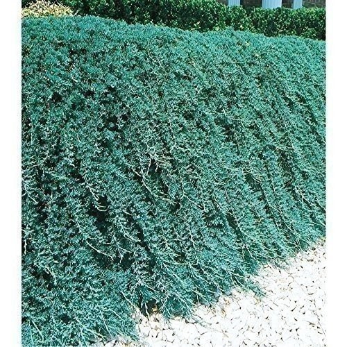 Blue Rug Juniper | 10 Live Plants | Drought Tolerant Cold Hardy Evergreen…