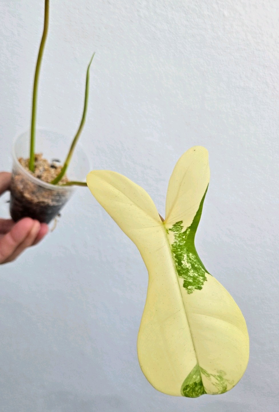 Variegated Philodendron Florida Beauty x Billietiae Jennifer not Monstera Mayoi