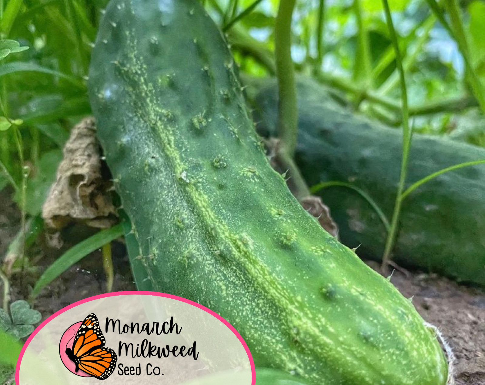 315+ Cucumber Seeds ‘Marketmore’ | Heirloom, Non-GMO, Vegetable Gardening