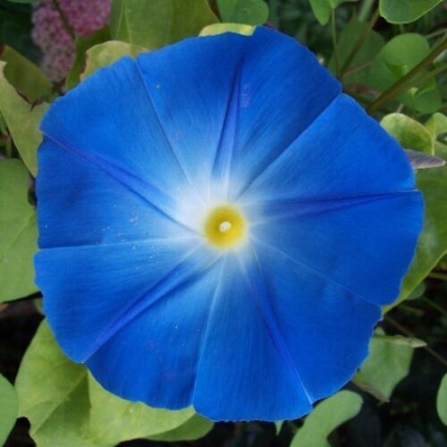 Heavenly Blue Morning Glory Seeds | 50 – 1,000 Seeds | Free Shipping | 1181