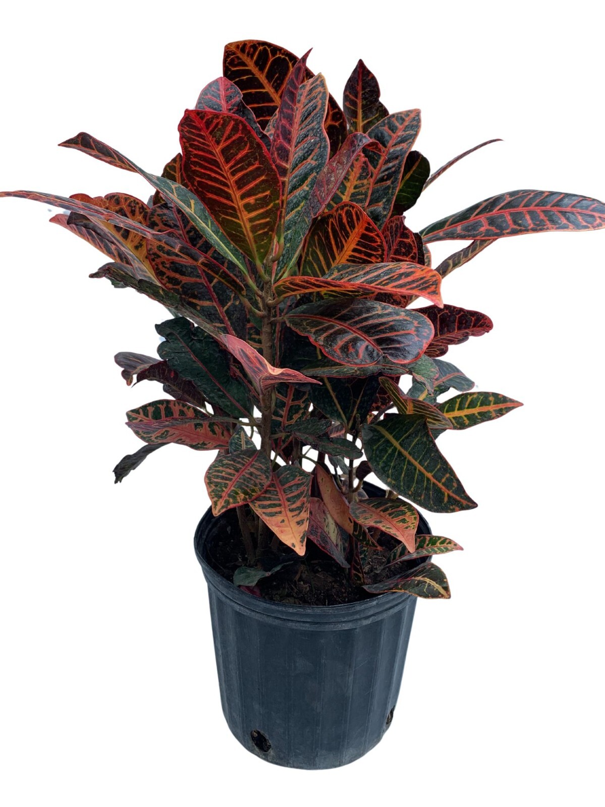 Croton Petra Live Plant 25 – 30 inches tall Tropical House Plant