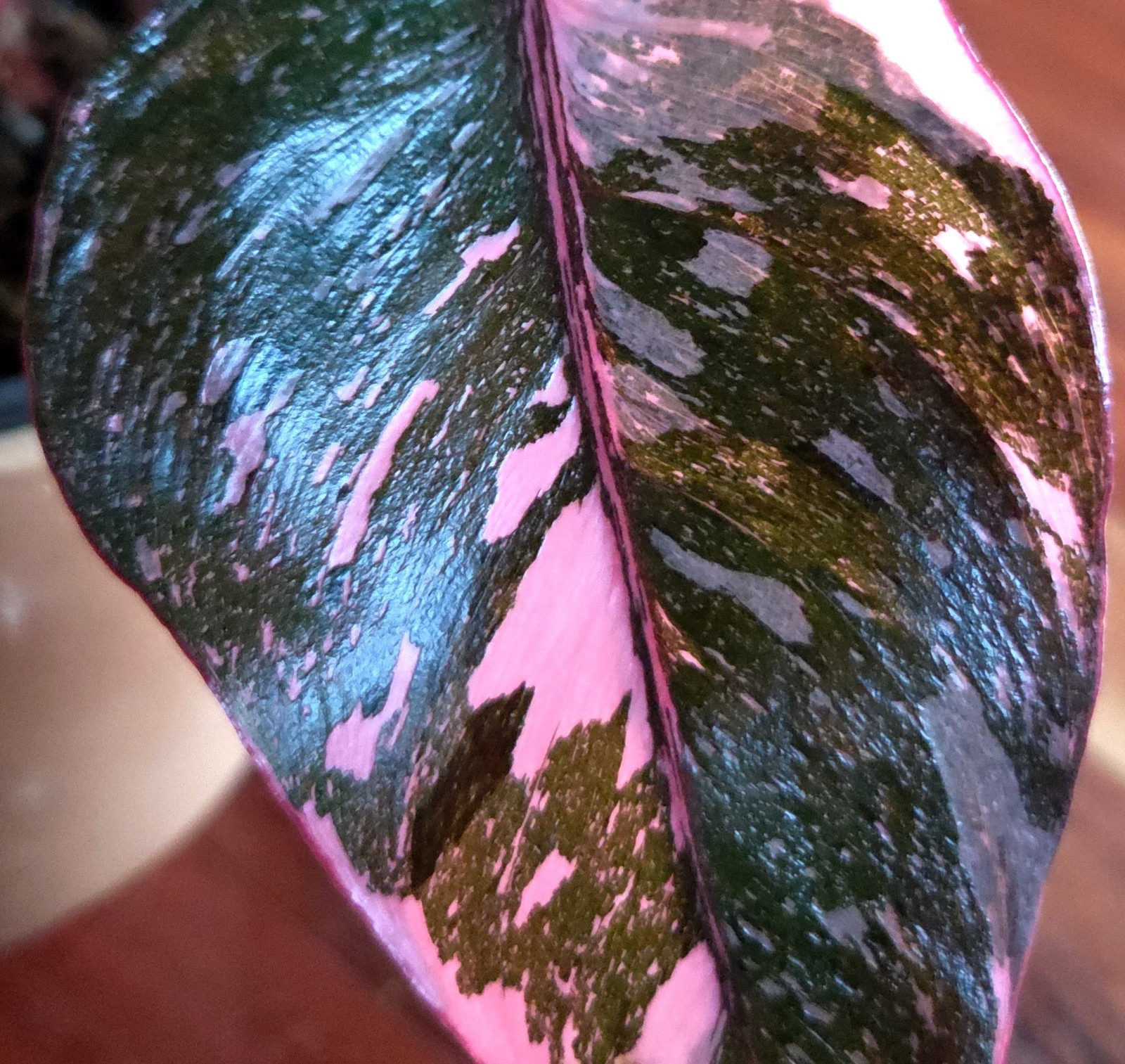 Rare Philodendron Dark Cherry Princess Galaxy 15″ Wide Not Monstera Anthurium