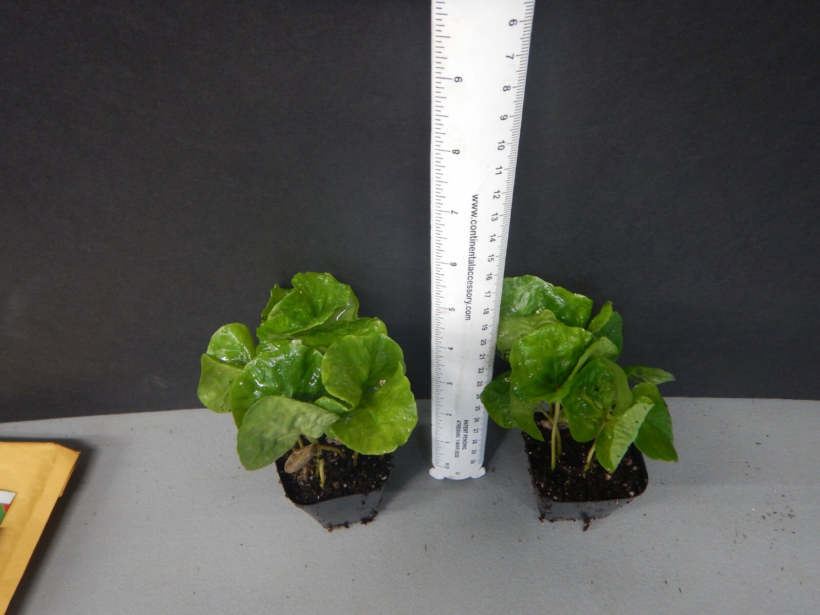 ~~ARABICA COFFEE BEAN~~Rooted Starter Plant~~Brew Your Own Coffee!~~GREAT GIFT!