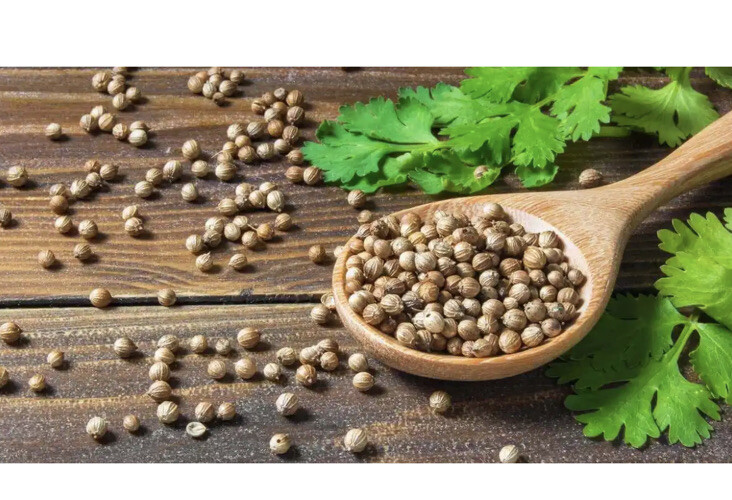 600 Asia Cilantro Seeds |Coriander Seeds( hột ngò rí mùi thơm giống Vietnam) 650