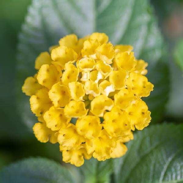 Lantana Plant Live, The Best Hardy Type Lantana Plug Ready to Grow