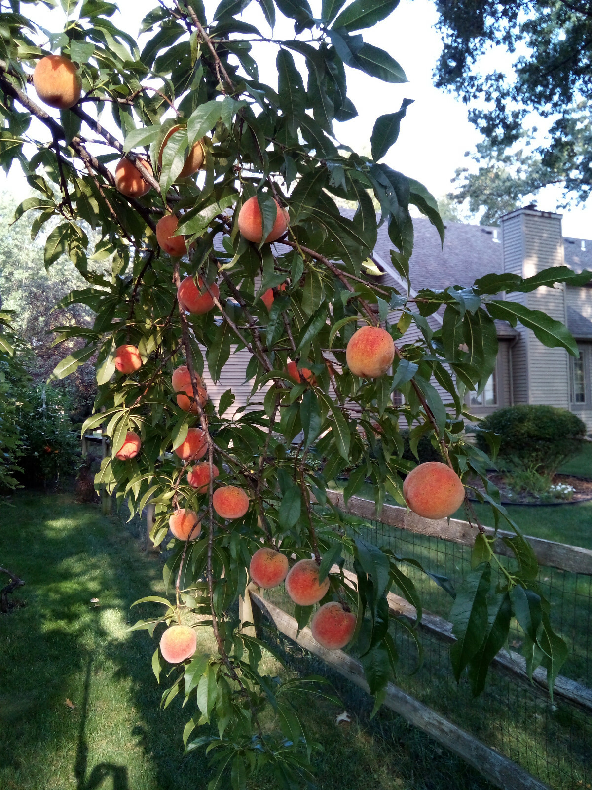 Lot Six (6) Summer O’Henry Peach Tree Seeds Pits Fruit Crop Rich Taisting 2025