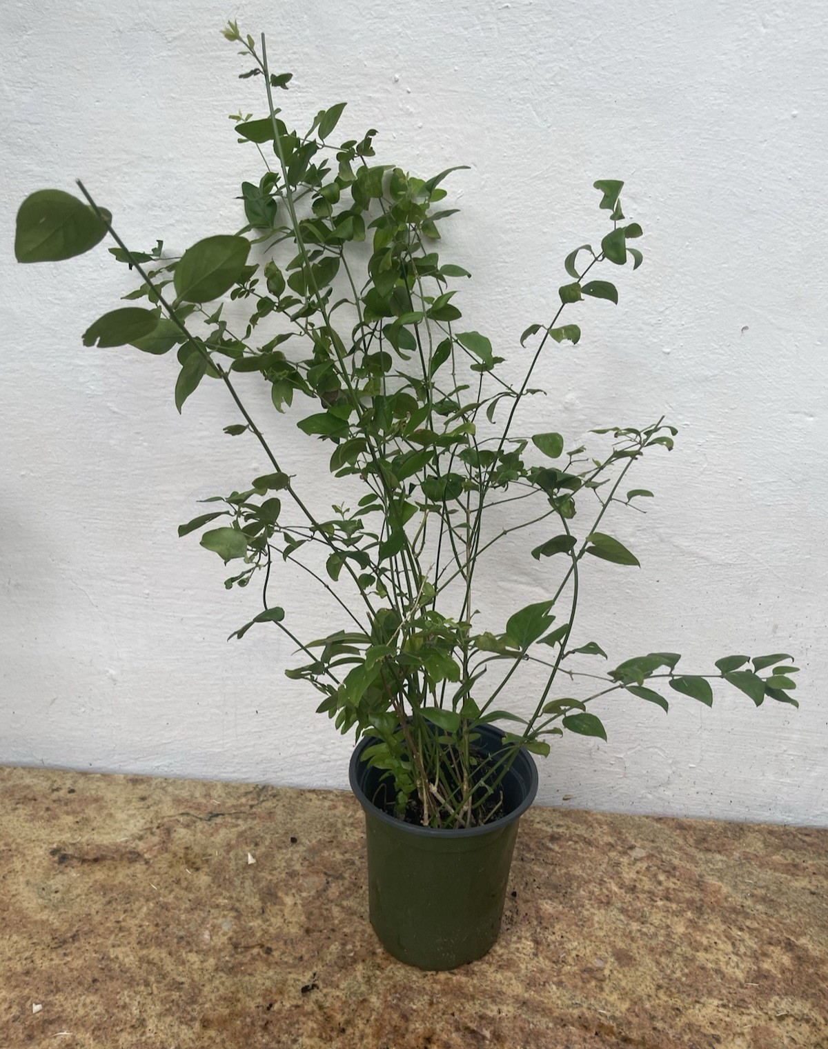 Jasminum auriculatum Jui live plants