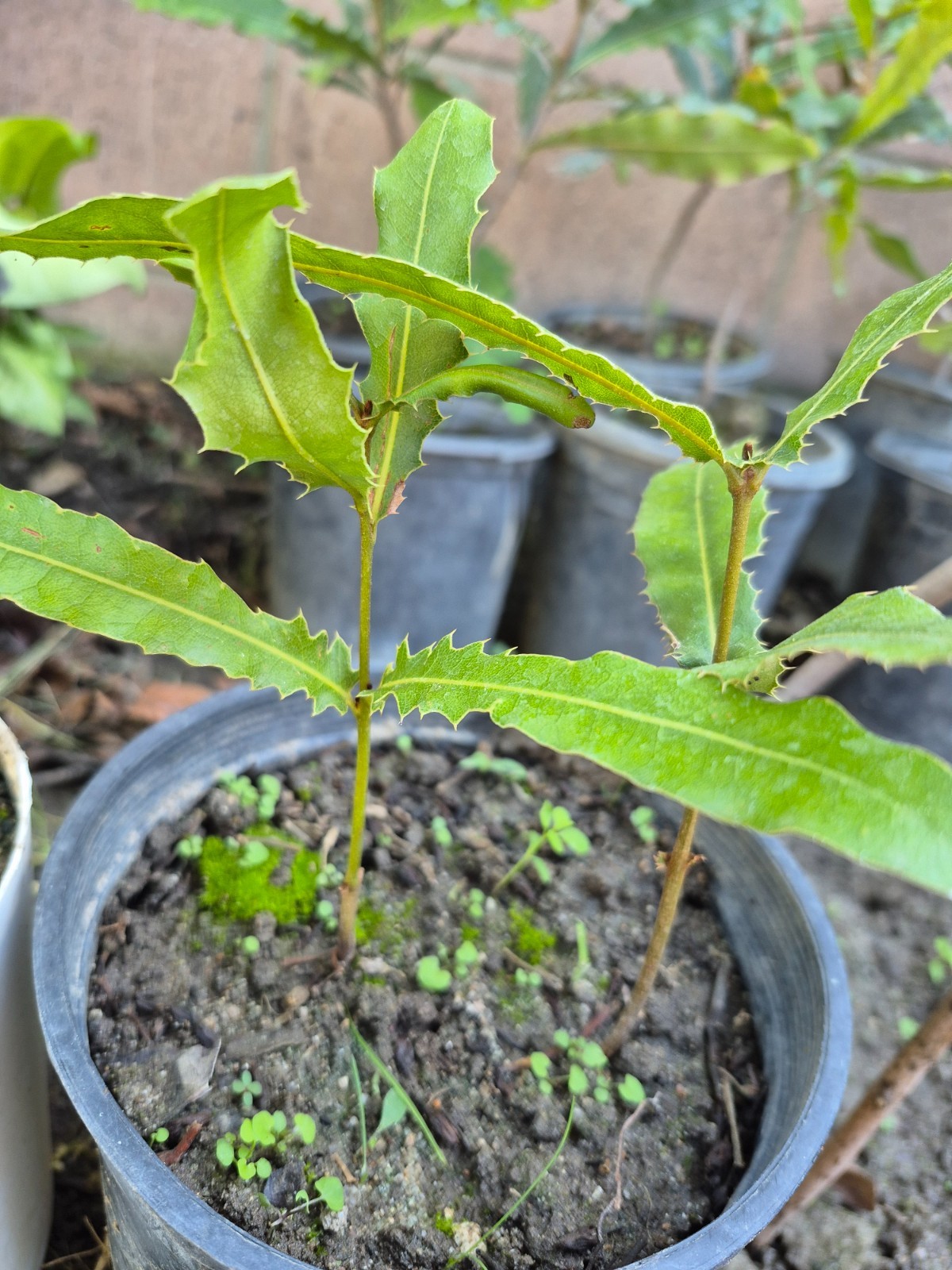 2 Macadamia Nut Tree Seedlings “Macadamia Integrifolia”