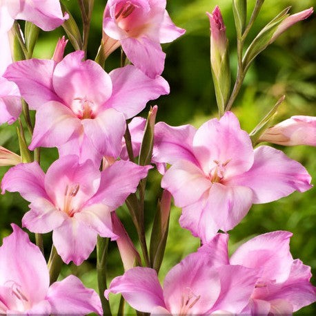 Hardy Gladiolus Nanus Easy to Grow Mix 30 Plant Bulbs, Spring to Summer Flowers