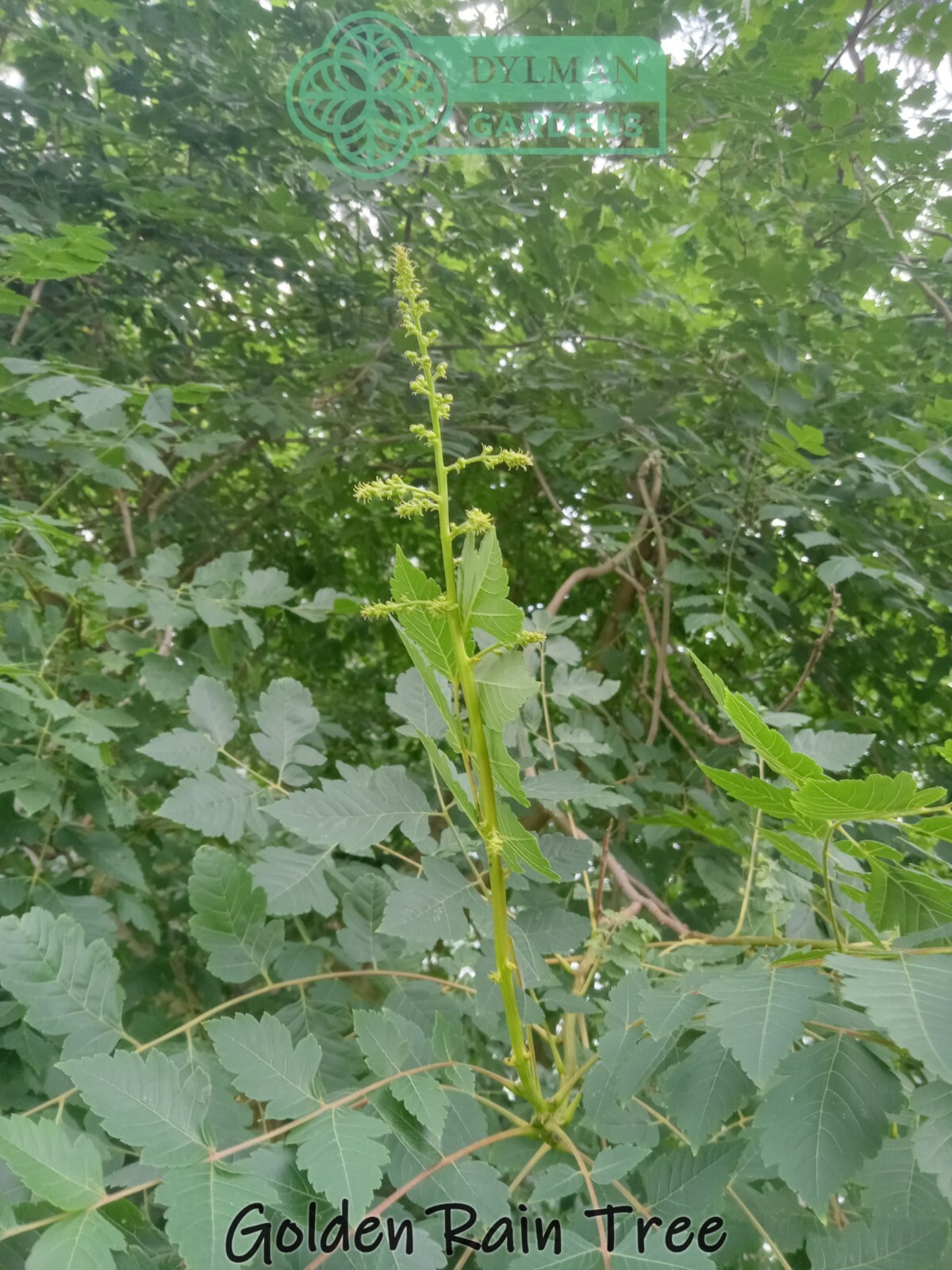 Golden Rain Tree (Koelreuteria paniculata) Bee-friendly Tree – Multiple Sizes