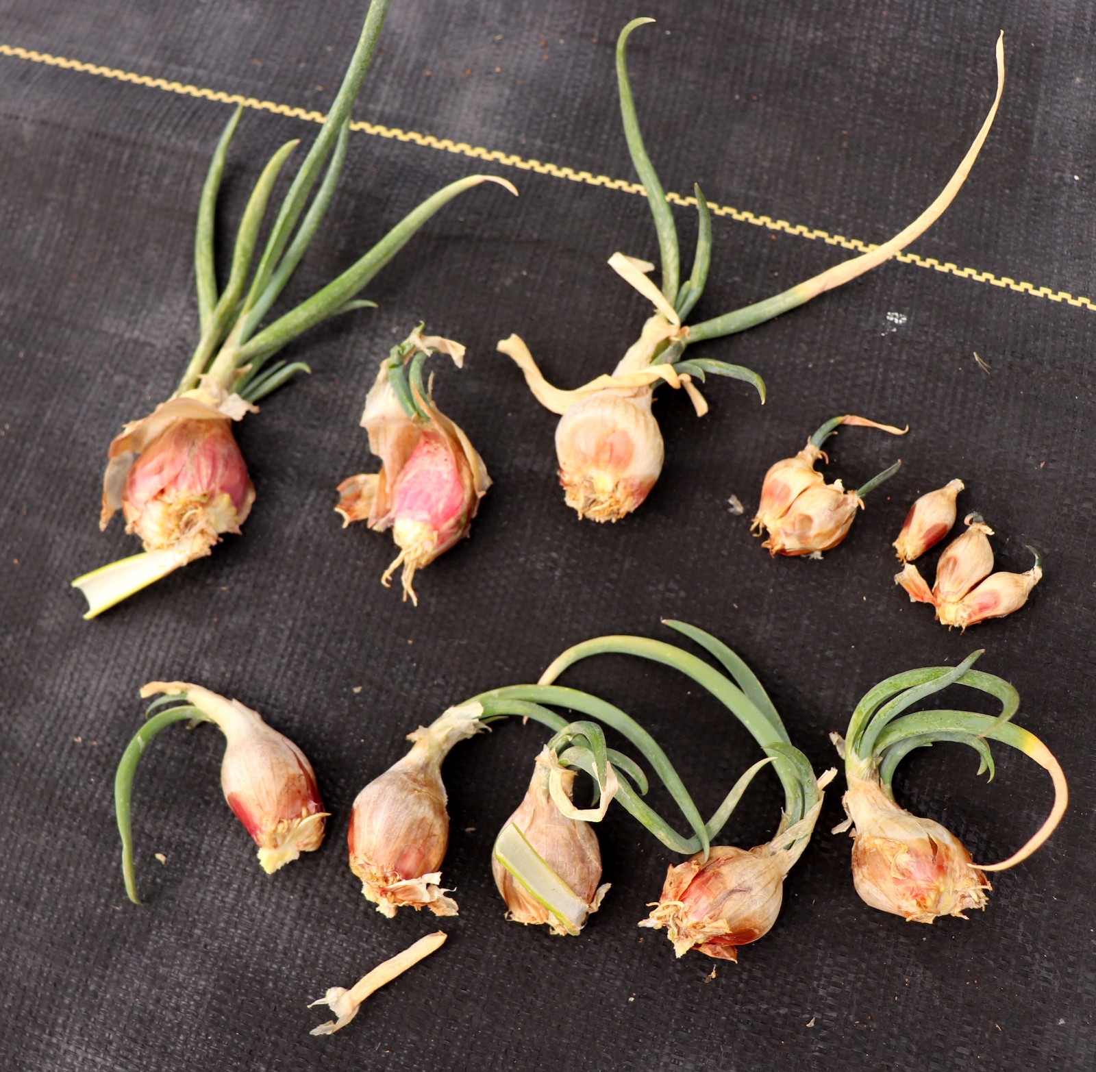 10+ Top Set Organic Egyptian Walking Onion Bulblets Bulbs SUPER Hardy Colorado