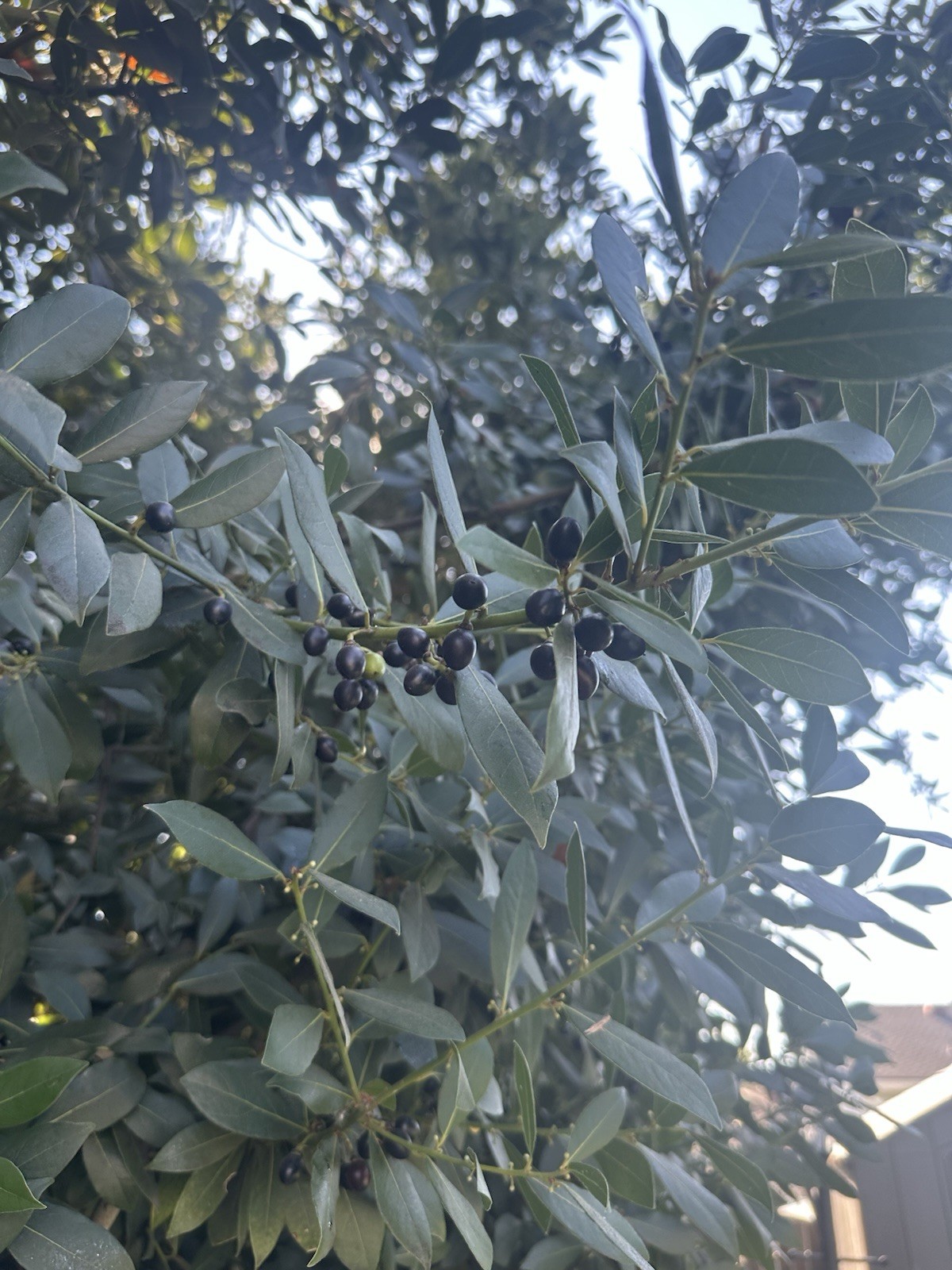 Laurus nobilis | Bay Laurel | Sweet-Bay I Bayleaf| 5_Seeds