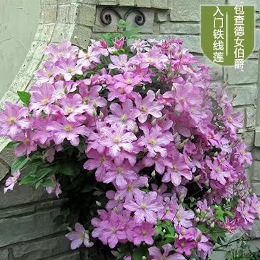 (10) CLEMATIS SEEDS rare exotic climber flower vine garden USA SELLER W/TRACK
