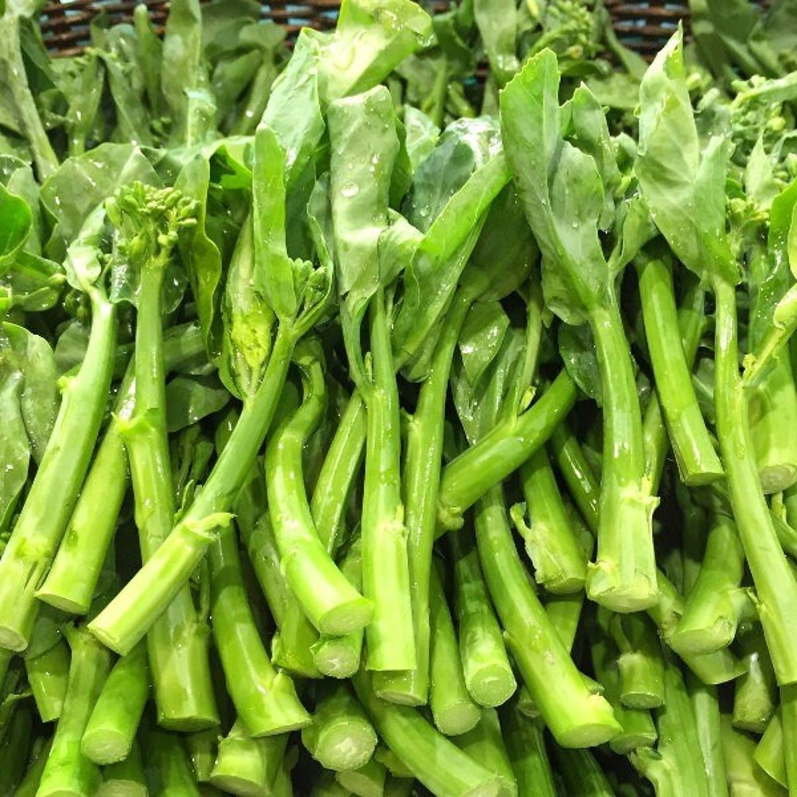 Gailan Chinese Kale Broccoli Organic Vegetable Seeds Garden Seed Heirloom