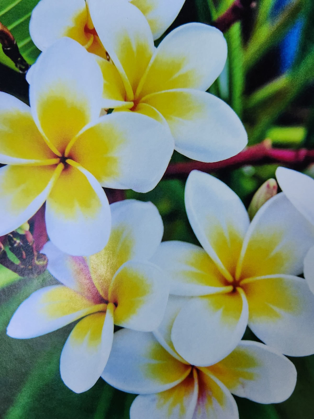 2 Plumeria Cutting Lot YOU PICK COLOR Yell White Red Rainbow 14″ Frangipani