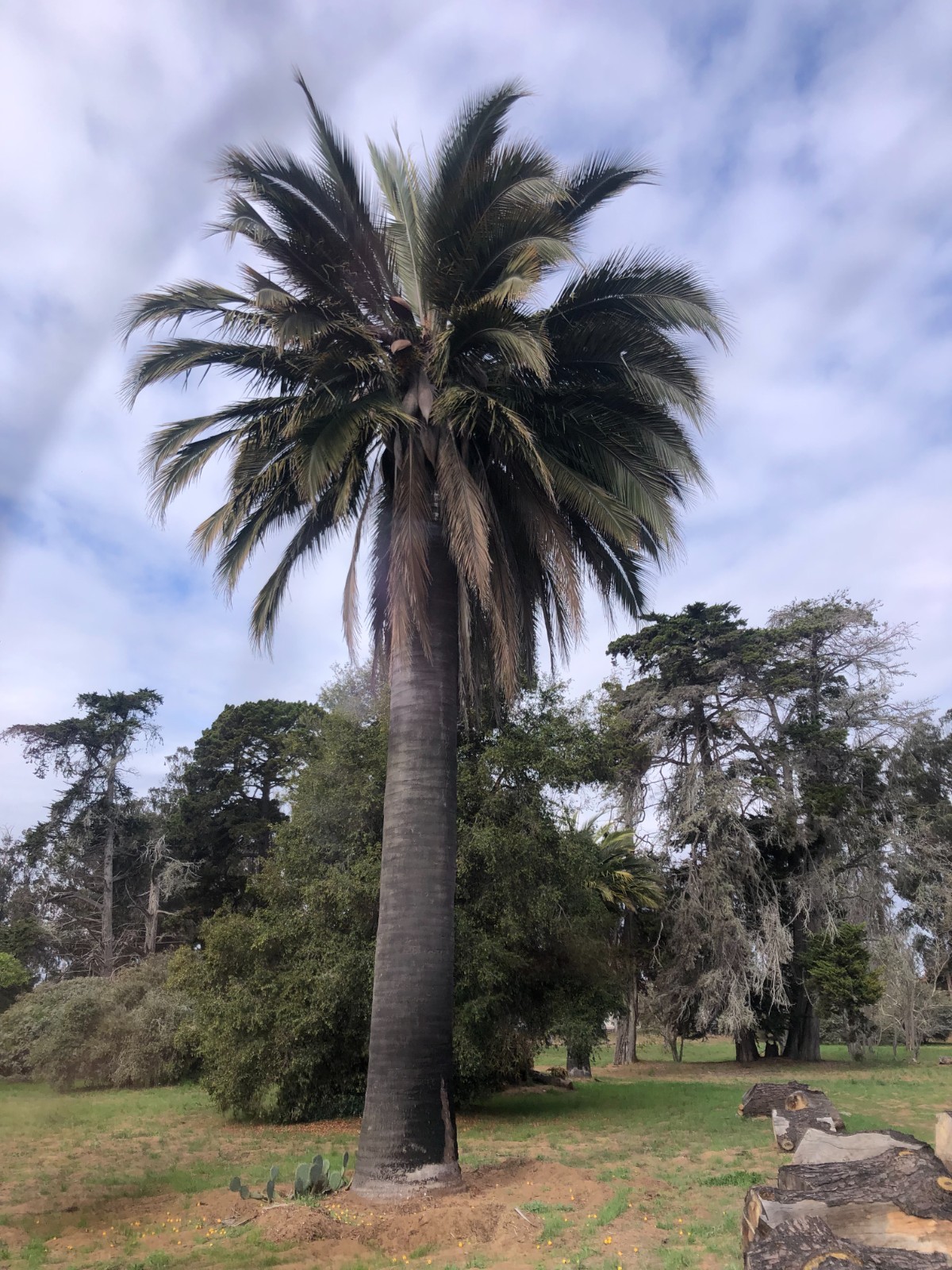 11 Jubaea chilensis ‘Wine Palm’COLD HARDY Seeds