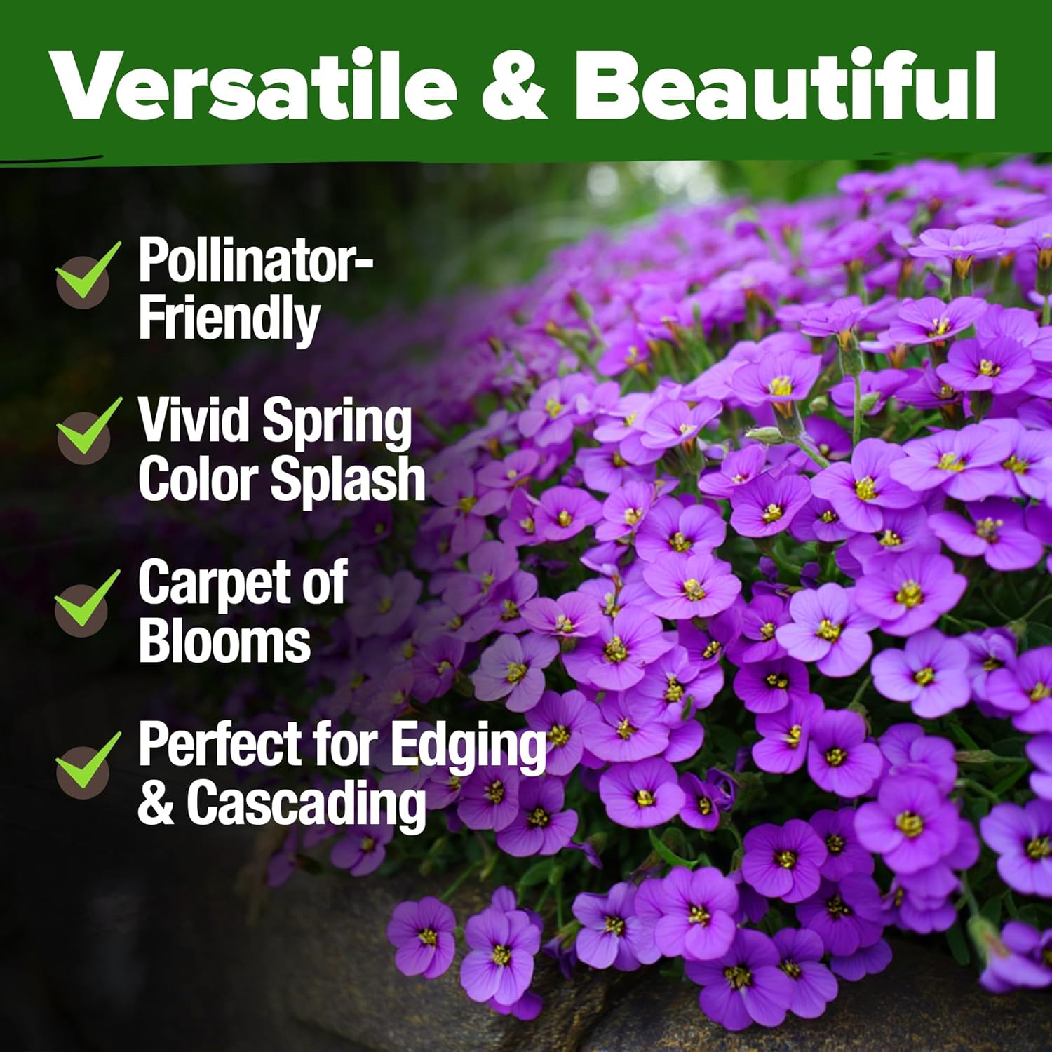 Aubrieta Rock Cress Purple Seeds – 300 Non-GMO Perennial Ground Cover Seeds