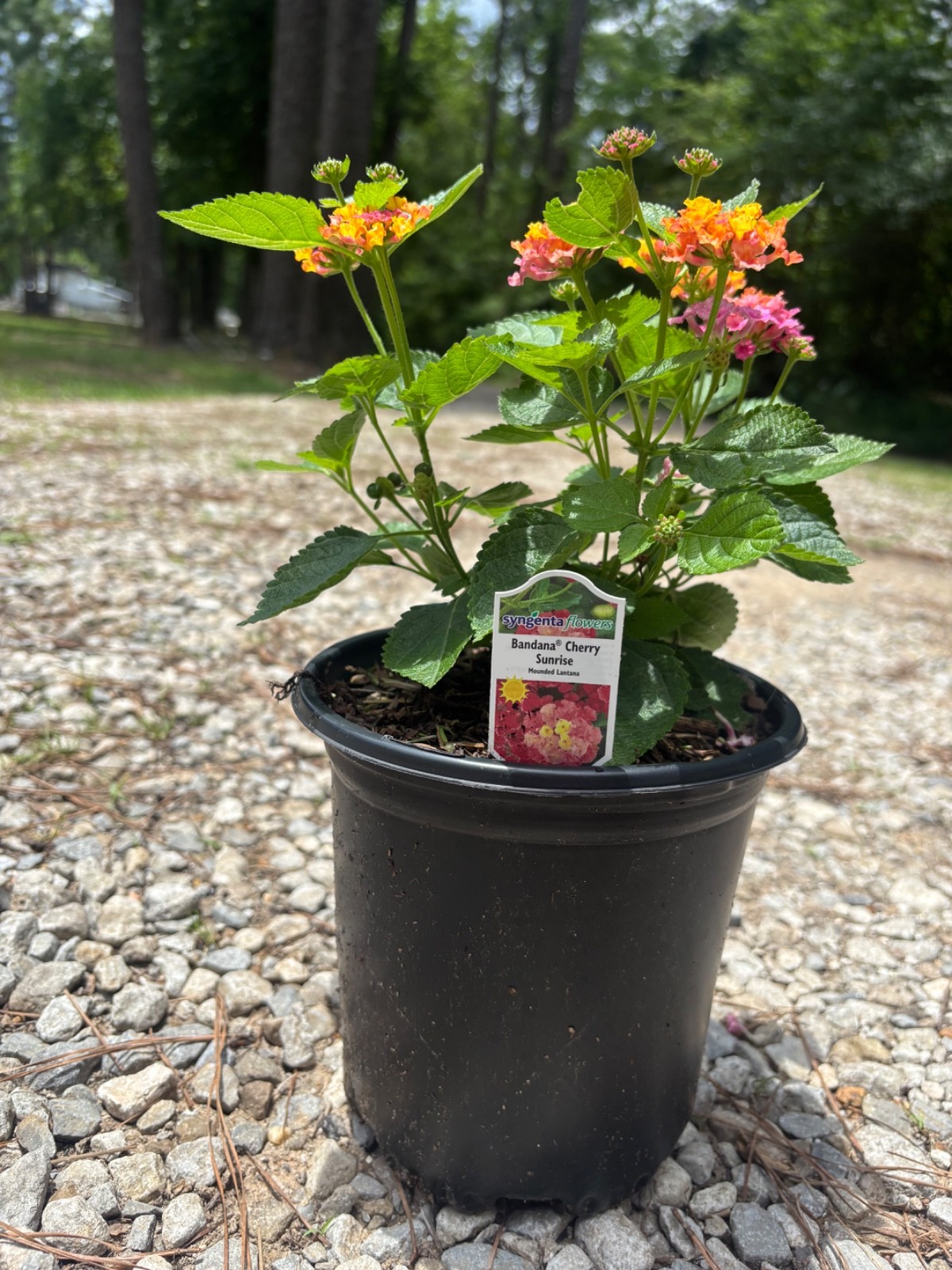 lantana bandana cherry sunrise