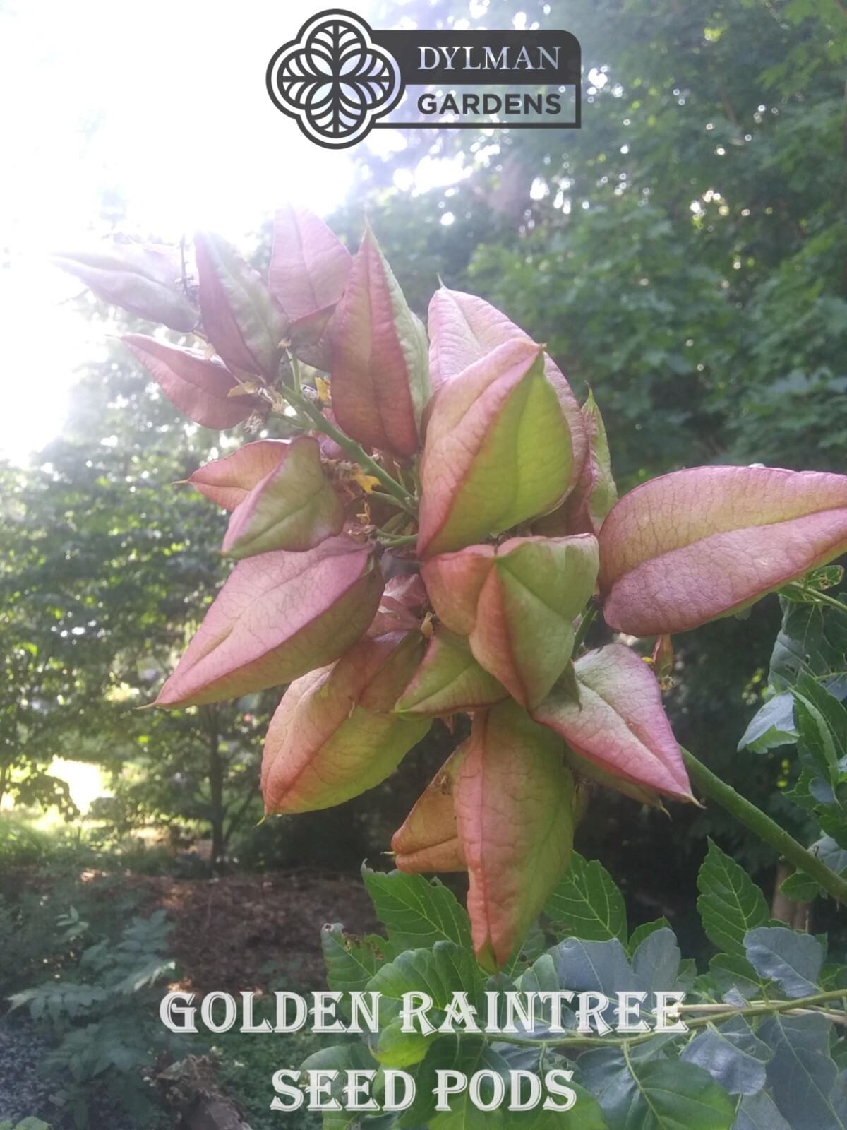 Golden Rain Tree (Koelreuteria paniculata) Bee-friendly Tree – Multiple Sizes