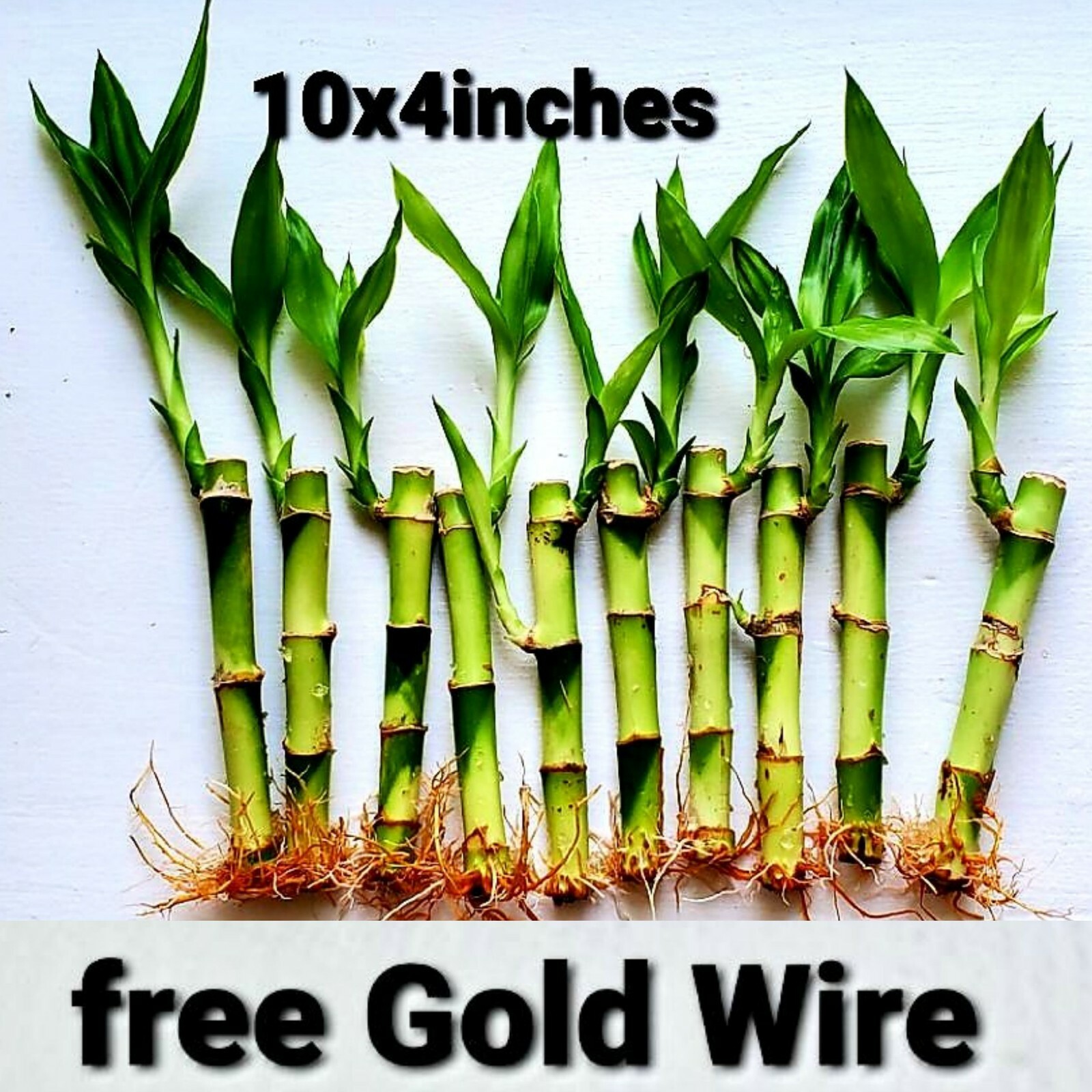 10 Lucky Bamboo Live Plants 4 inches Free Gold Wire, Gift, Feng Shui