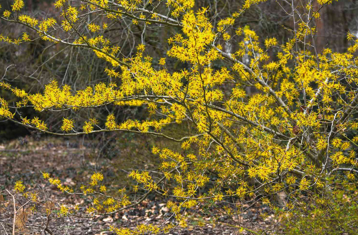 American Witch-Hazel (Hamamelis virginiana) – Quart Pot (6–12 Inches Tall)