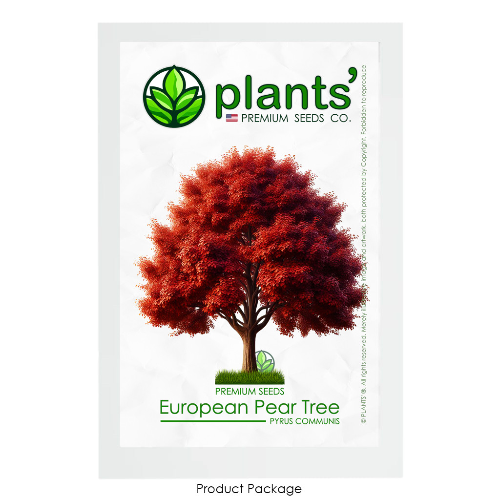 European Pear Tree | Premium Seeds | Pyrus communis ‘Fall’ | Plants’®