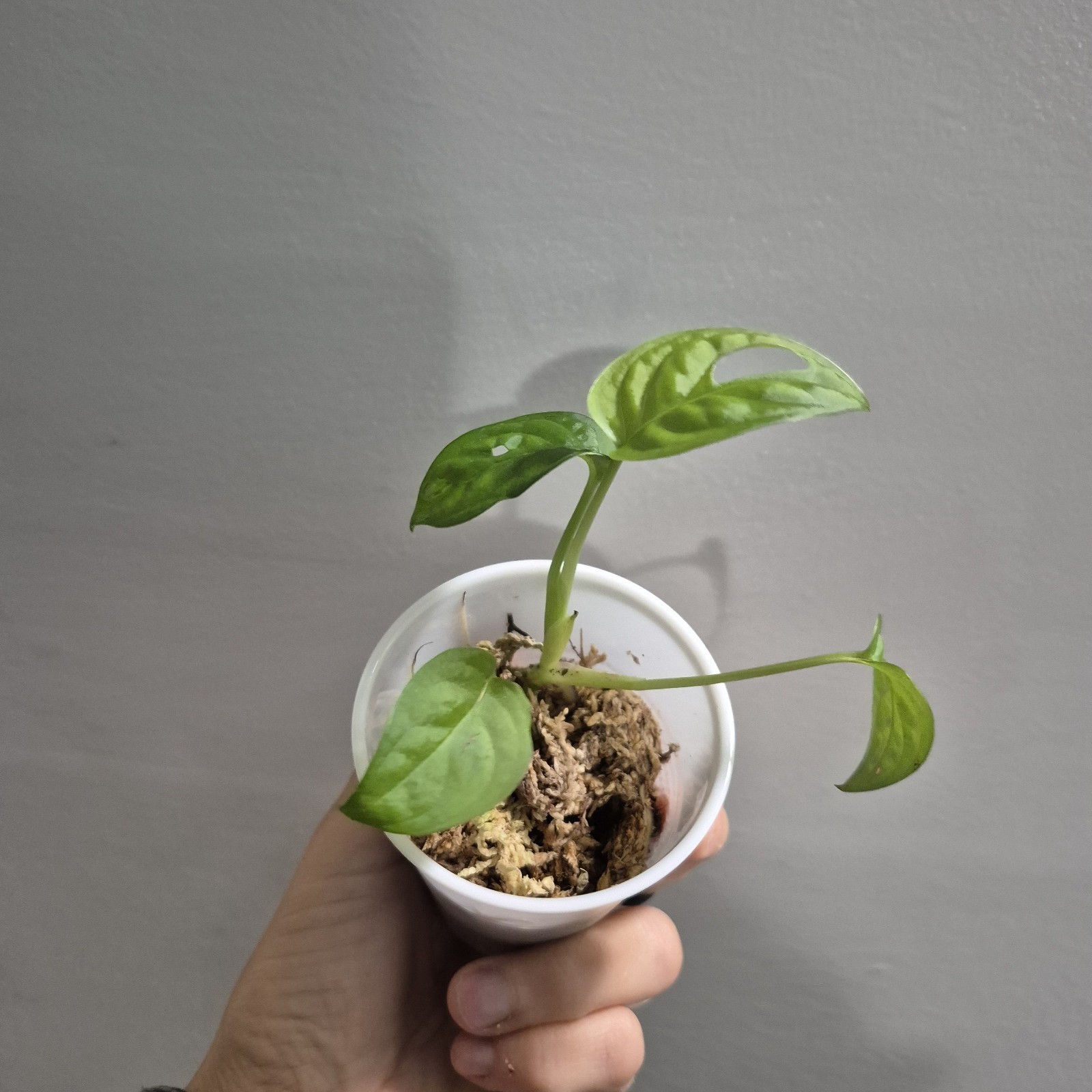 Monstera Adansonii – Monstera Swiss Cheese – 2.5 Inch – EXACT PLANT