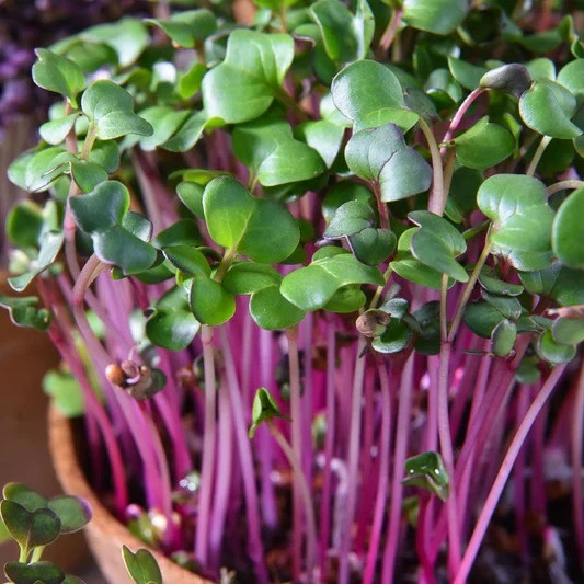 3-pack combo Savory/Spicy Powerhouse Microgreens seeds non-GMO (2.5oz. pack ea.)