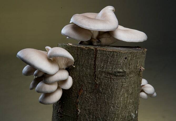 Seeds Oyster Mushroom Royal Mycelium Spawn Dried Spores Organic