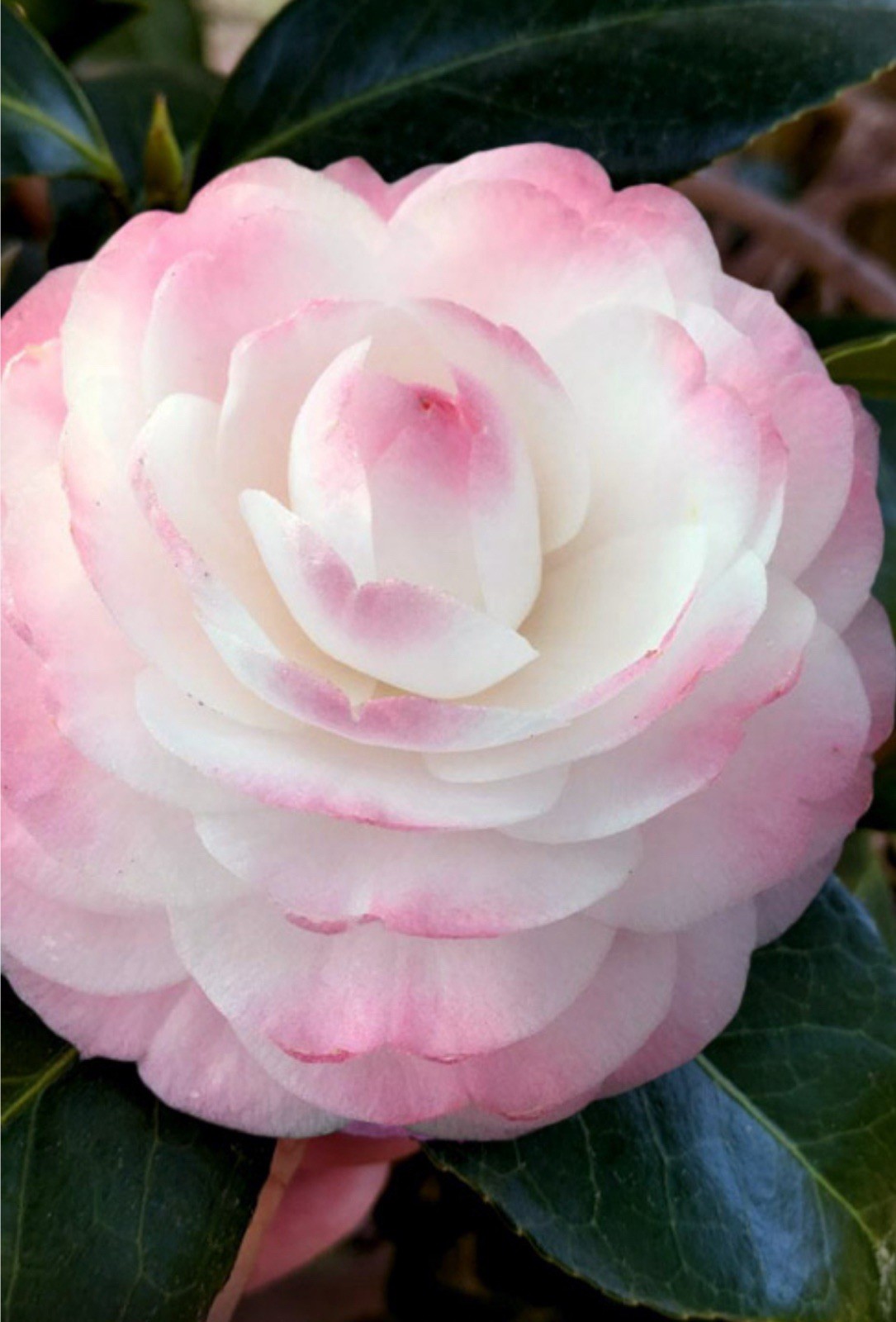 Guest Star~~Camellia Japonica–Live STARTER Plant–VERY UNIQUE COLOR!