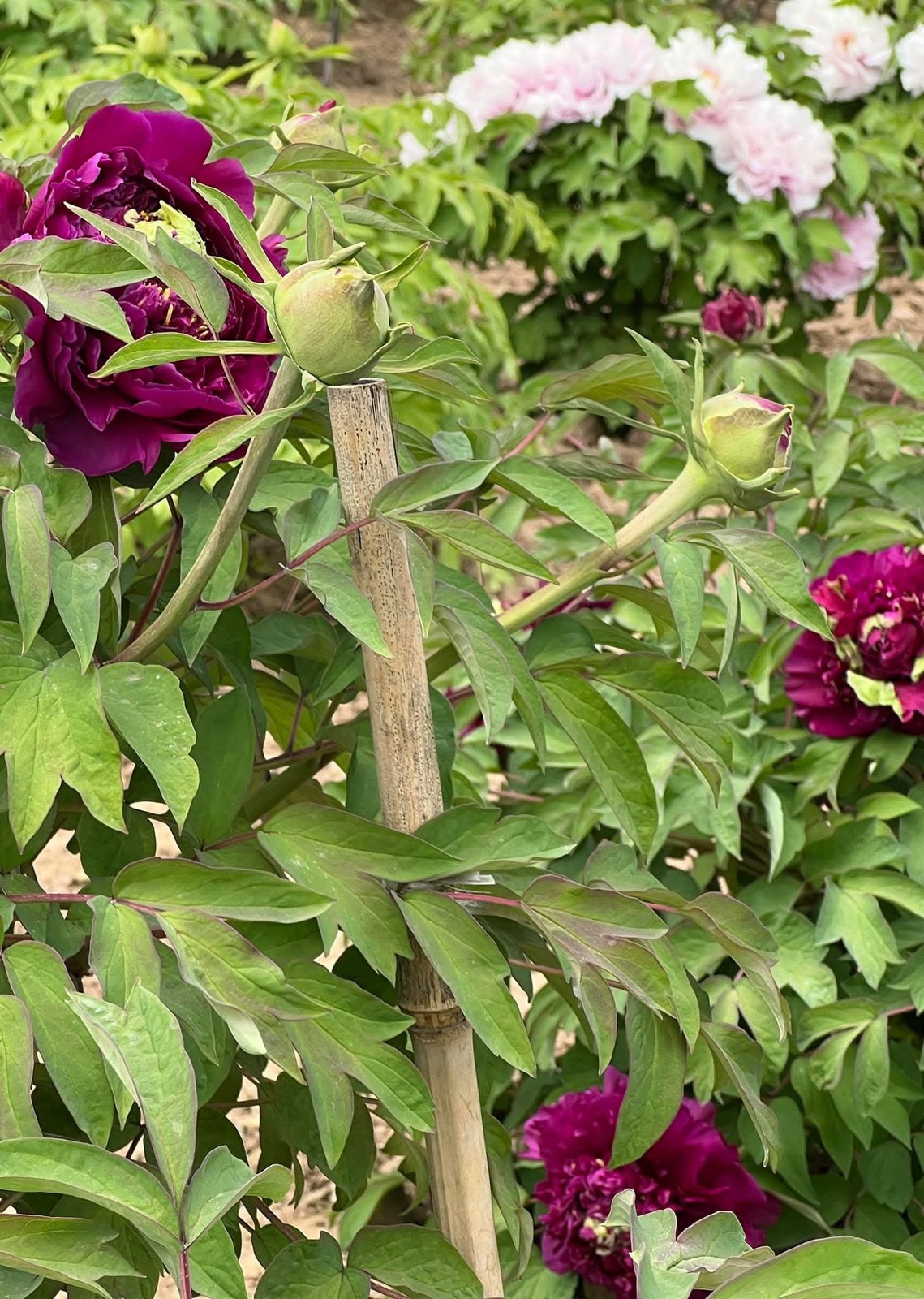 “Dark Gold Dazzle Splendor” large flower tree peony