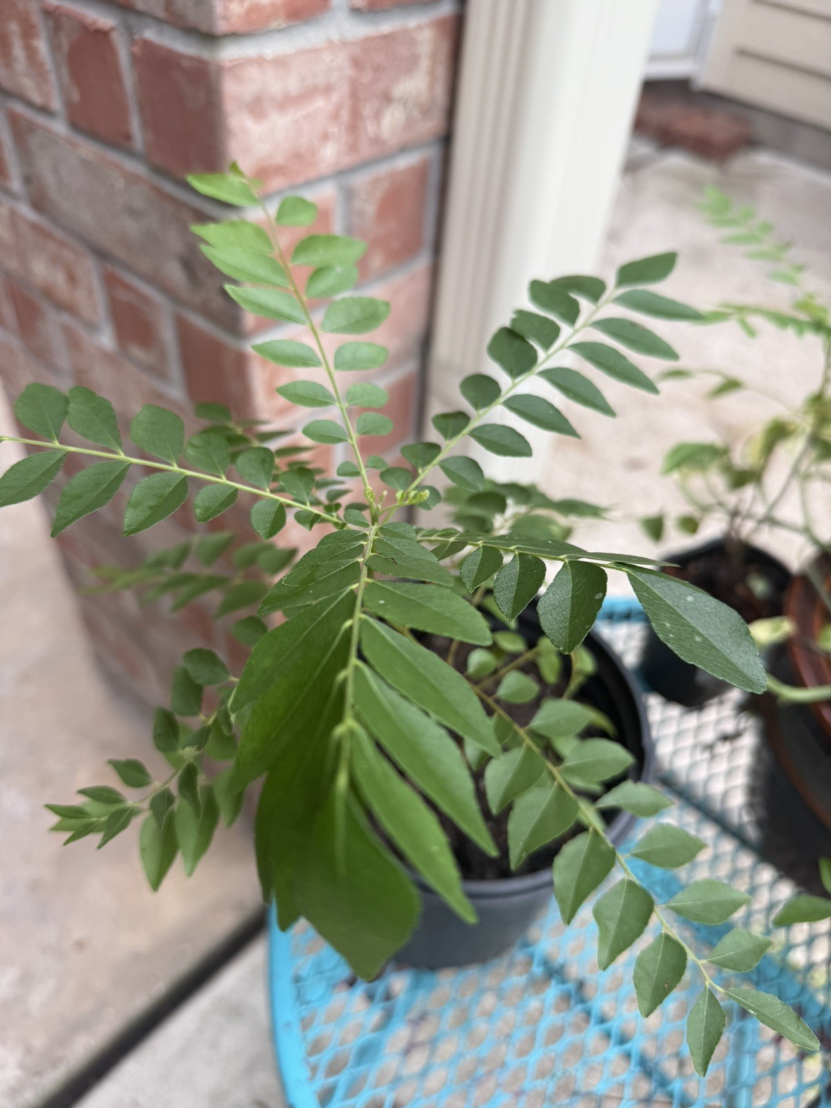 12 inch organic curry leaf plant