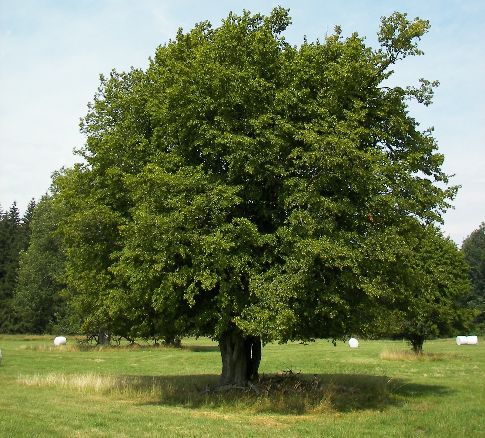 5 European Hornbeam Tree 12-24″ Carpinus betulus Bare Root