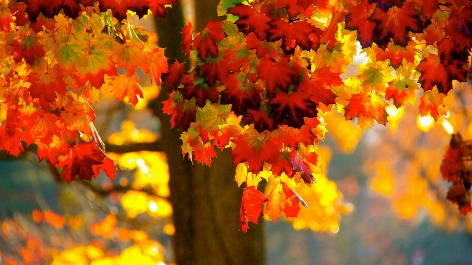 20 Norway Maple Tree seeds great fall foilage