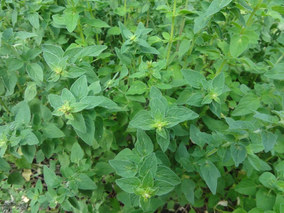 Greek Oregano, Winter Marjoram, Herb, NON-GMO, Variety Sizes, FREE SHIPPING