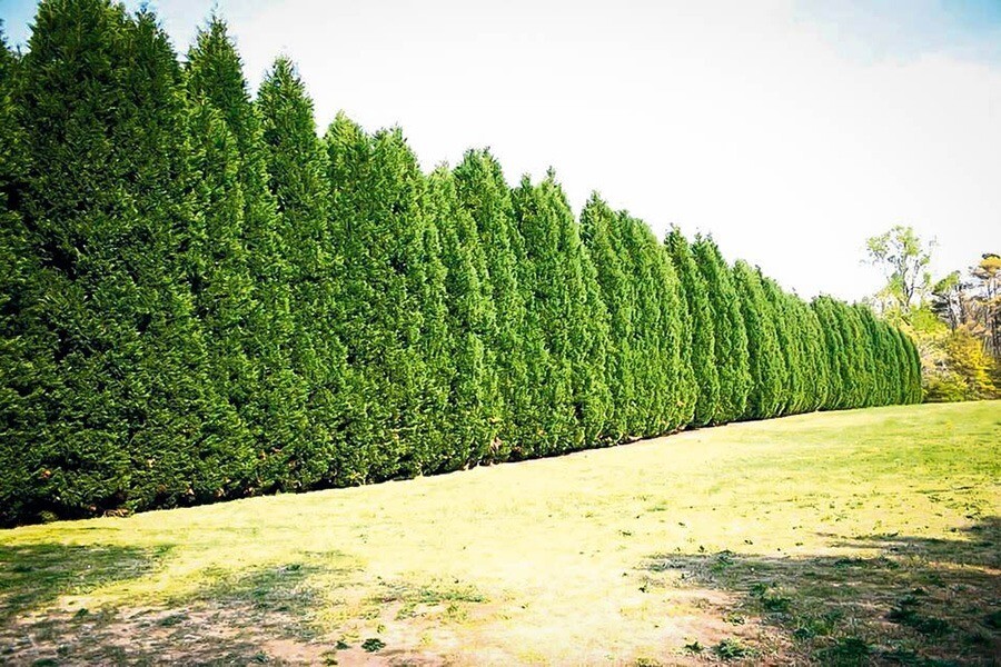 Leyland Cypress trees 10 pot 2.5″ inch pot