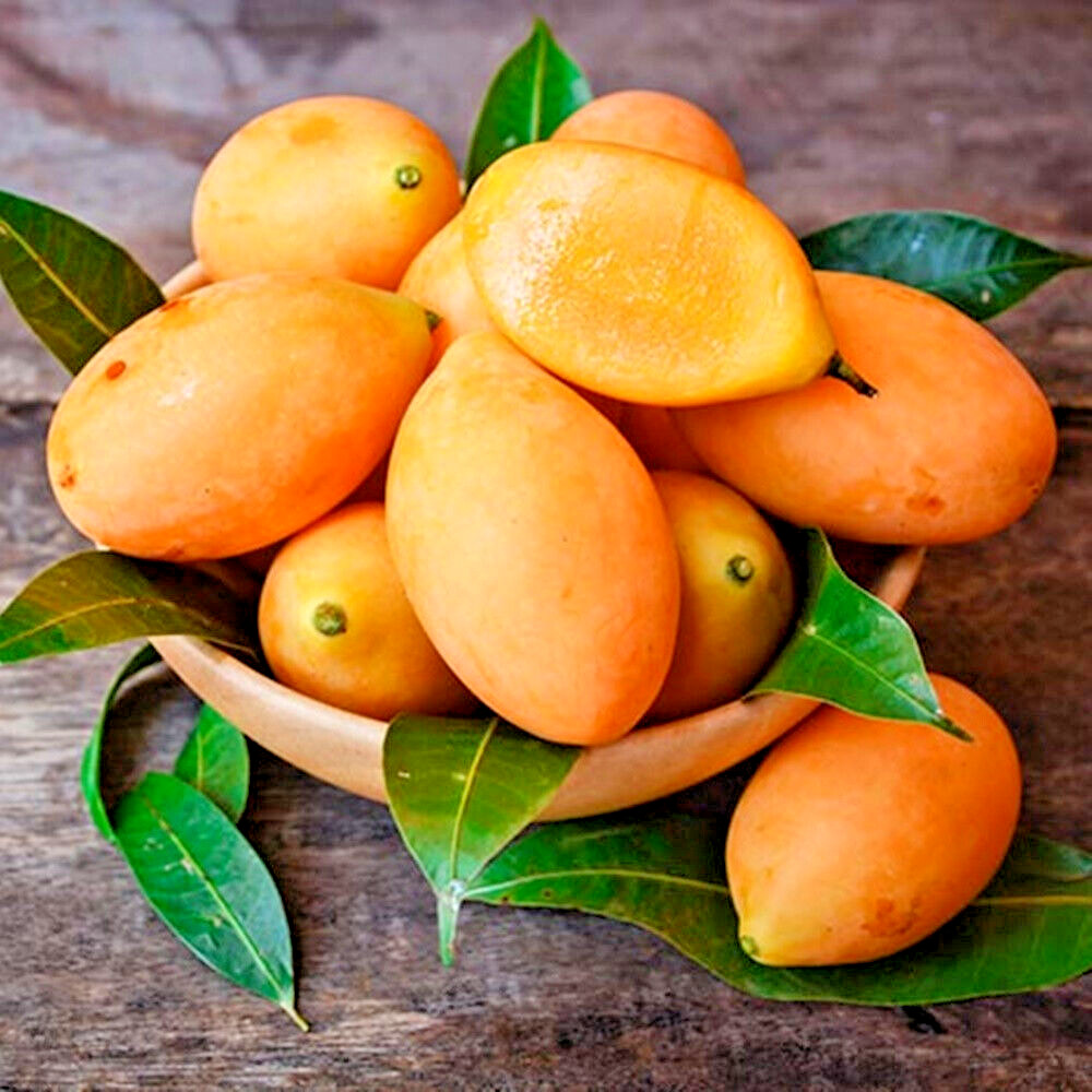 1 SUPER DOUBLE RARE Maprang (Mango Plum) live plant 2 – 3 ft