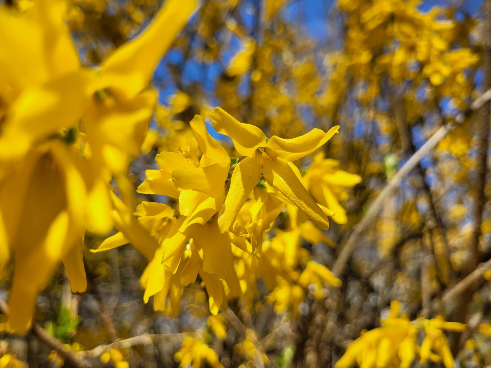 10+5 cuttings Golden Forsythia Gold, hardy bush, ornamental, privacy hedge