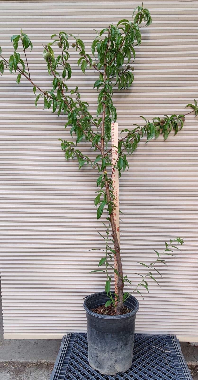 1 (One) Live “YELLOW DONUT PEACH” plant rooted about 36-40″ tall.