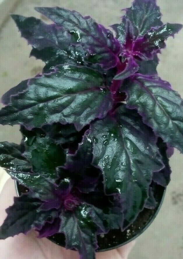 RARE !! Purple Passion plant (Gynura Aurantiaca) purple velvet LIVE plant 4″ POT