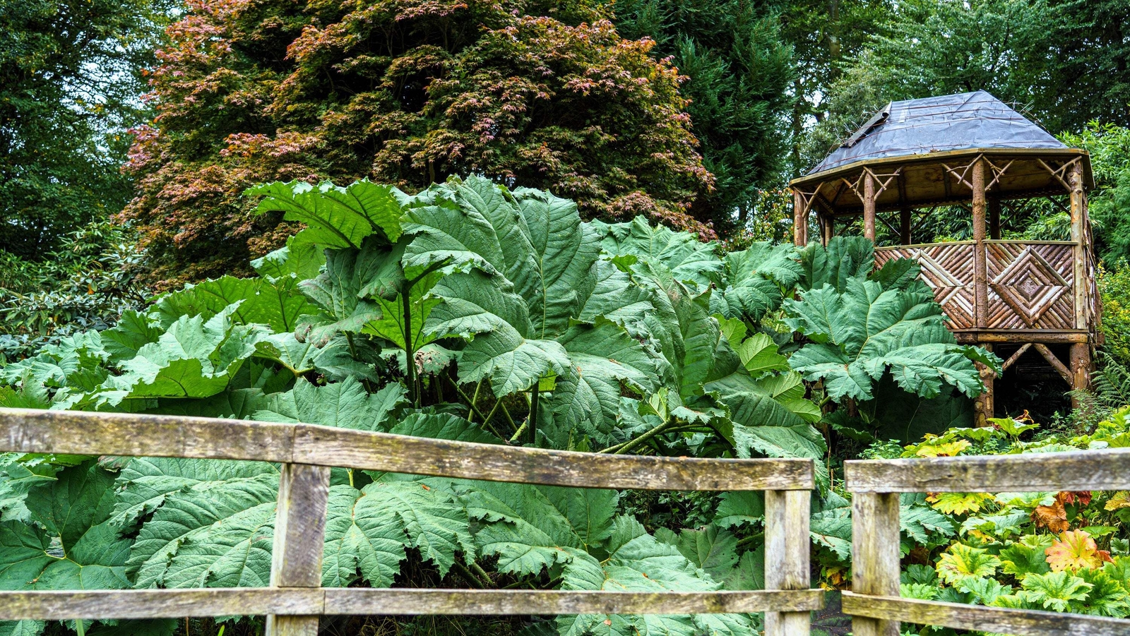 10 GUNNERA MANICATA 6′ Leaves! Giant Rhubarb Dinosaur Plant Moist Shade Red Flow