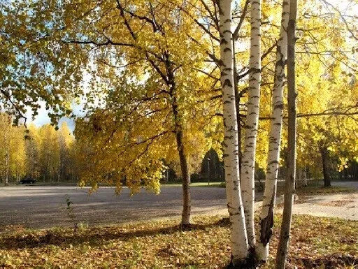 White Birch Tree – 300 Seeds 2024 – Autumn Yellow Leaves