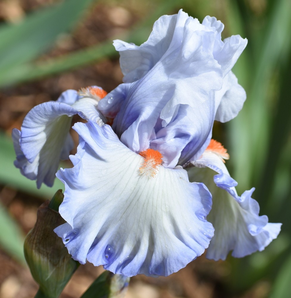 ‘Waterline’ Tall Bearded Iris Rhizome PRE-SALE to Ship Aug/Sept