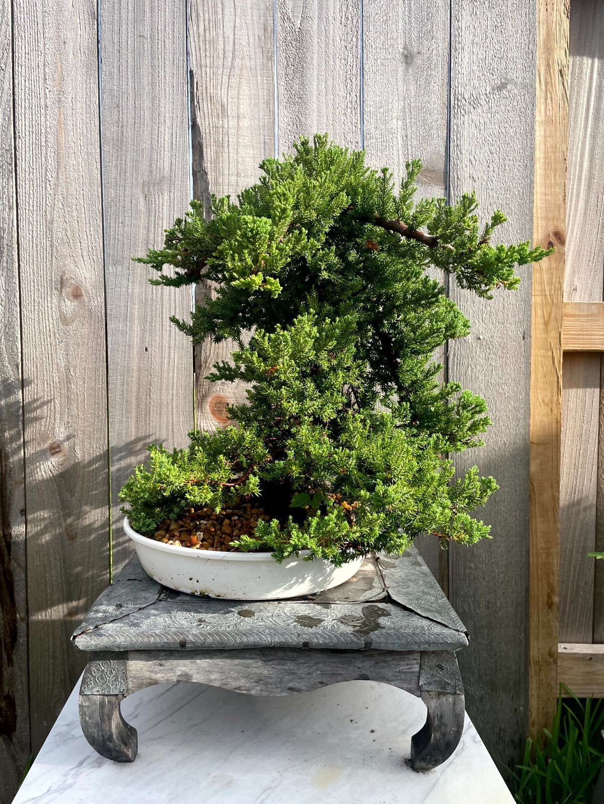 AWESOME! FATHER’S DAY GIFT – Procumbens Nana Juniper Bonsai, 16 YR, Trunk #907