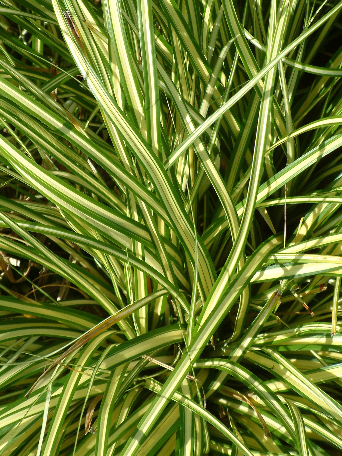 Carex Evergold Sedge 15 Plants in 3-1/2 inch Pots