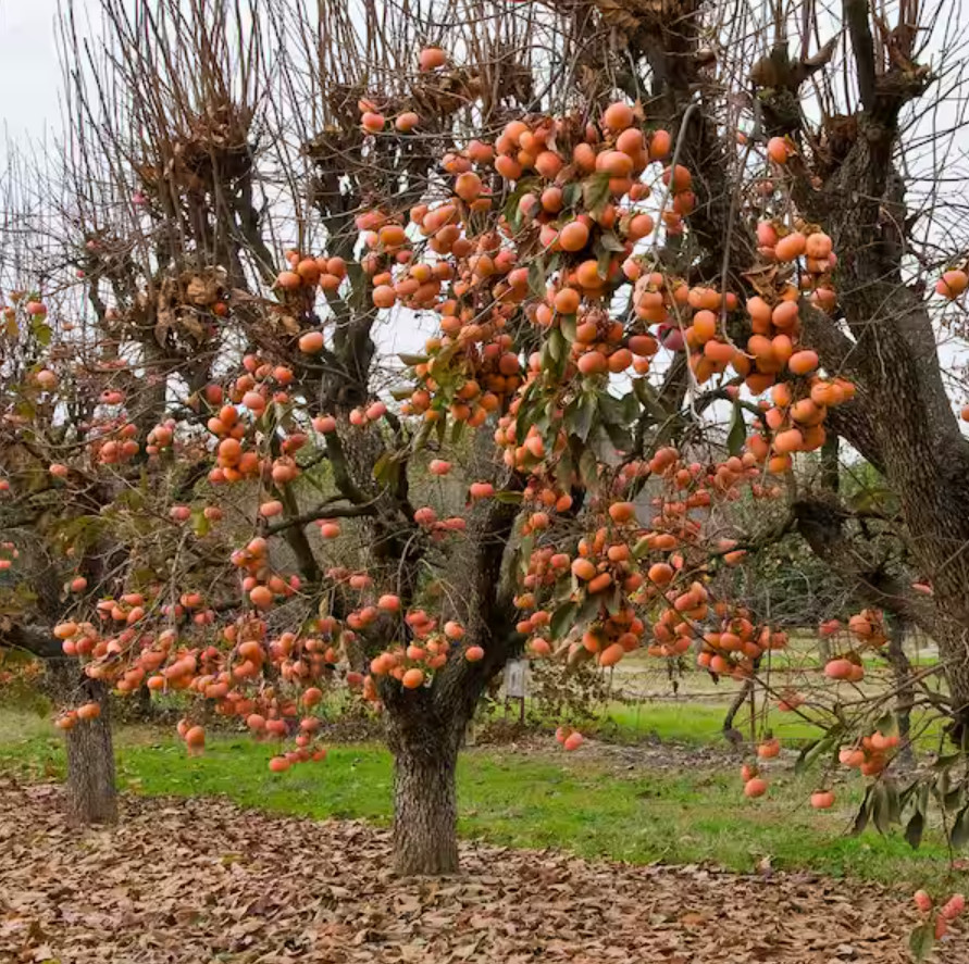 2 American Persimmon Tree – Live Plant in Quart Pot (6–12″ Tall)
